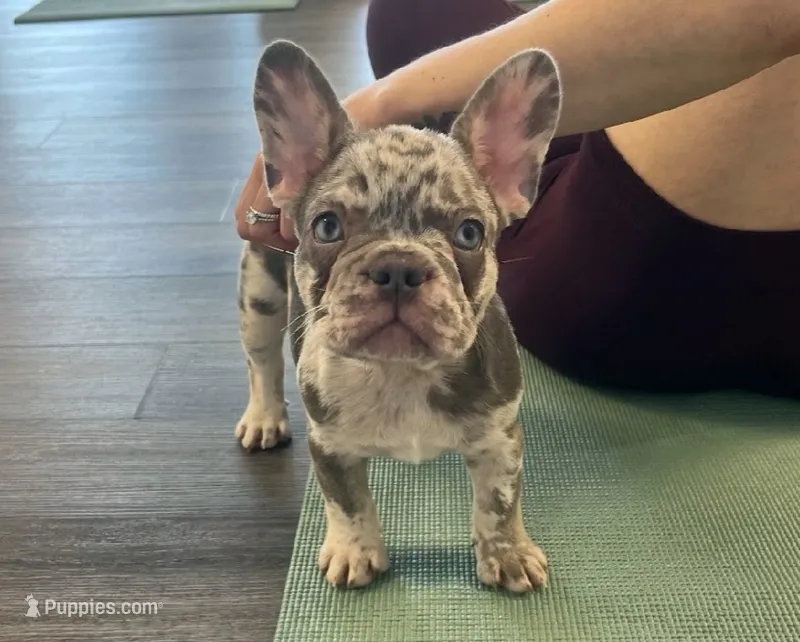 Amelia – French Bulldog puppy for sale in New York City, NY