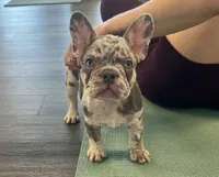 Amelia, a female French Bulldog for sale in New York City, NY – 1 of 6