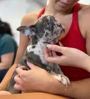 Valencia, a female French Bulldog for sale in New York City, NY – 4 of 5
