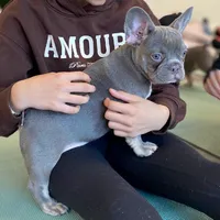 Isabella , a female French Bulldog for sale in New York City, NY – 2 of 6