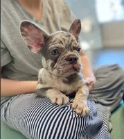 Amelia, a female French Bulldog for sale in New York City, NY – 2 of 6