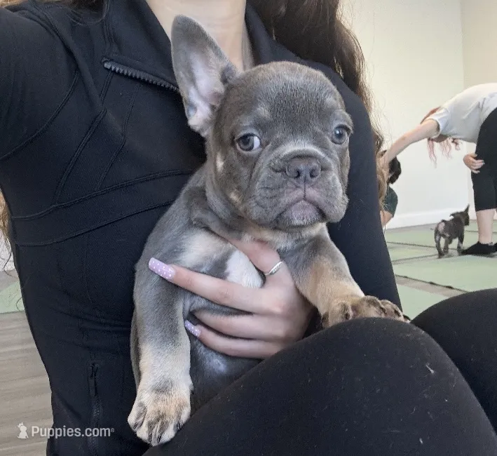 Marcus – French Bulldog puppy for sale in New York City, NY