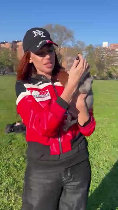 Isabella , a female French Bulldog for sale in New York City, NY – 5 of 6
