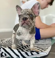 Amelia, a female French Bulldog for sale in New York City, NY – 3 of 6