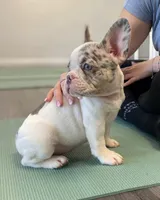 Reina, a female French Bulldog for sale in New York City, NY – 3 of 5