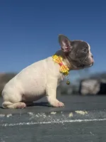 Lily, a female French Bulldog for sale in New York City, NY – 2 of 5