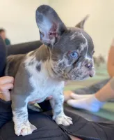 Valencia, a female French Bulldog for sale in New York City, NY – 2 of 5