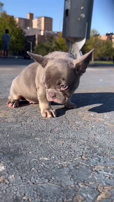 Isabella , a female French Bulldog for sale in New York City, NY – 6 of 6