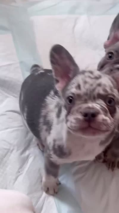 Amelia, a female French Bulldog for sale in New York City, NY – 6 of 6