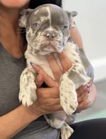 Valencia, a female French Bulldog for sale in New York City, NY – 3 of 5
