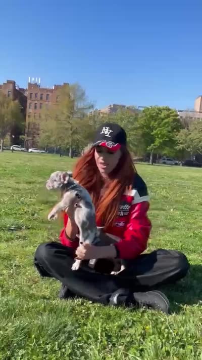 Amelia, a female French Bulldog for sale in New York City, NY – 5 of 6