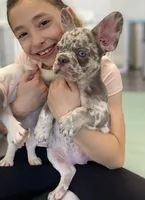 Amelia, a female French Bulldog for sale in New York City, NY – 4 of 6