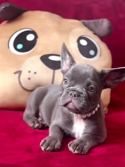 Olivia, a female French Bulldog for sale in New York City, NY – 3 of 4