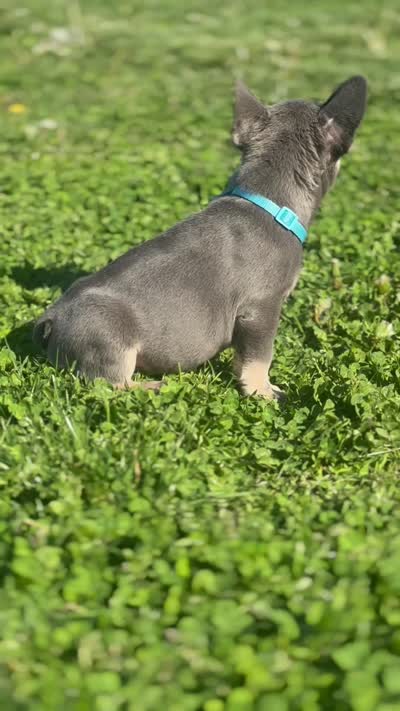 Marcus, a male French Bulldog for sale in New York City, NY – 2 of 3