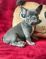 Olivia, a female French Bulldog for sale in New York City, NY – 1 of 4