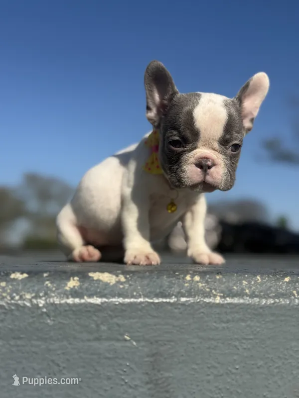 Lily – French Bulldog puppy for sale in New York City, NY