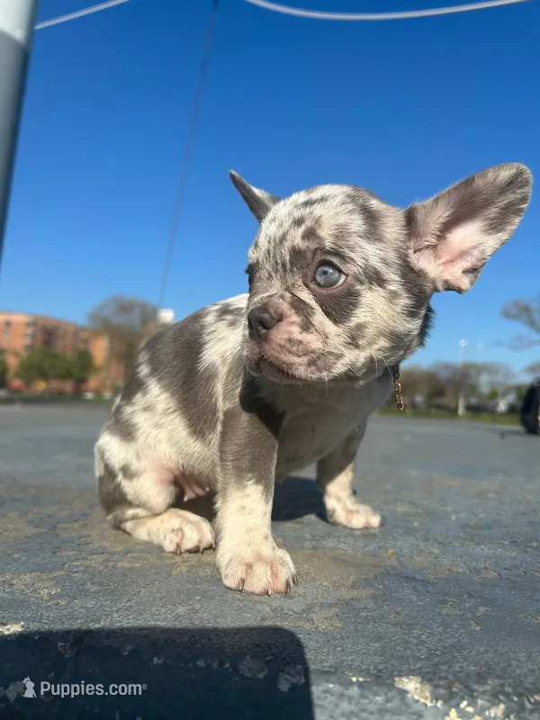 Amelia – French Bulldog puppy for sale in New York City, NY