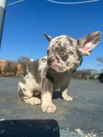 Amelia, a female French Bulldog for sale in New York City, NY – 1 of 9