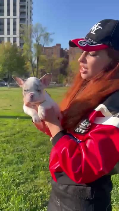 Reina, a female French Bulldog for sale in New York City, NY – 5 of 5