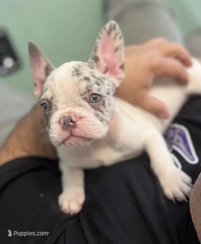 Reina – French Bulldog puppy for sale in New York City, NY