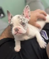 Reina, a female French Bulldog for sale in New York City, NY – 1 of 5