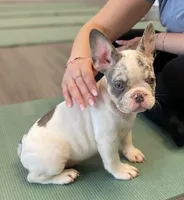 Reina, a female French Bulldog for sale in New York City, NY – 2 of 5