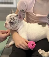 Reina, a female French Bulldog for sale in New York City, NY – 4 of 5