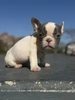 Lily, a female French Bulldog for sale in New York City, NY – 3 of 5
