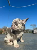 Amelia, a female French Bulldog for sale in New York City, NY – 2 of 9