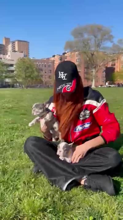 Lily, a female French Bulldog for sale in New York City, NY – 5 of 5