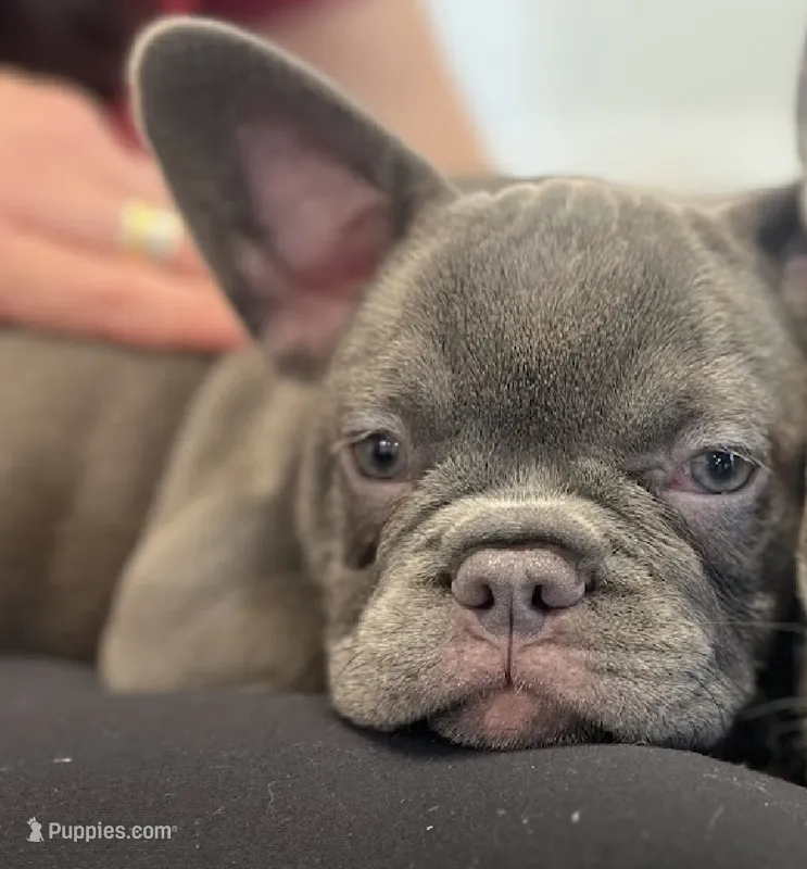 Isabella  – French Bulldog puppy for sale in New York City, NY