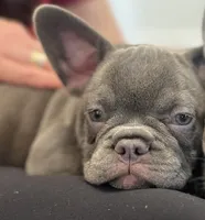 Isabella , a female French Bulldog for sale in New York City, NY – 1 of 6