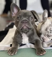 Olivia, a female French Bulldog for sale in New York City, NY – 2 of 4