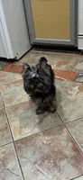 Luka, a male Yorkshire Terrier for sale in Flemington, NJ – Photo 4 of 10