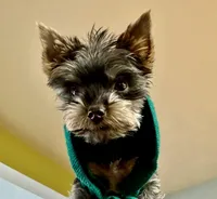 Luka, a male Yorkshire Terrier for sale in Flemington, NJ – Photo 3 of 10