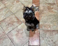 Luka, a male Yorkshire Terrier for sale in Flemington, NJ – Photo 1 of 10