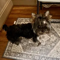 Luka, a male Yorkshire Terrier for sale in Flemington, NJ – Photo 8 of 10