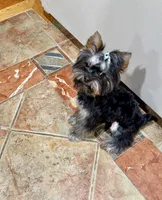 Luka, a male Yorkshire Terrier for sale in Flemington, NJ – Photo 5 of 10