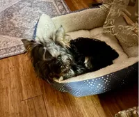 Luka, a male Yorkshire Terrier for sale in Flemington, NJ – Photo 6 of 10