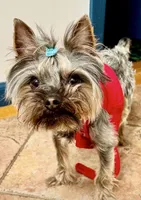 Luka, a male Yorkshire Terrier for sale in Flemington, NJ – Photo 2 of 10