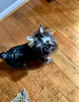 Luka, a male Yorkshire Terrier for sale in Flemington, NJ – Photo 7 of 10