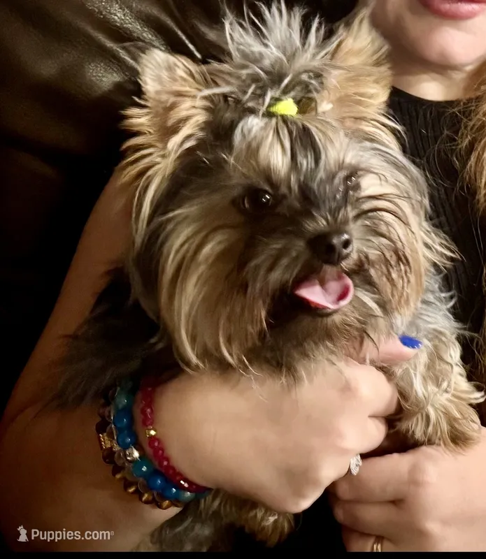 Luka – Yorkshire Terrier puppy for sale in Flemington, NJ