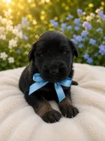 Night, a male German Shepherd Dog and Golden Retriever for sale in Blackstone, MA – 1 of 1