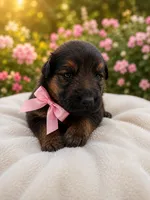 Rose, a female German Shepherd Dog for sale in Blackstone, MA – 1 of 1