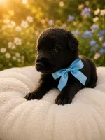 Panther, a male German Shepherd Dog and Golden Retriever for sale in Blackstone, MA – 1 of 1