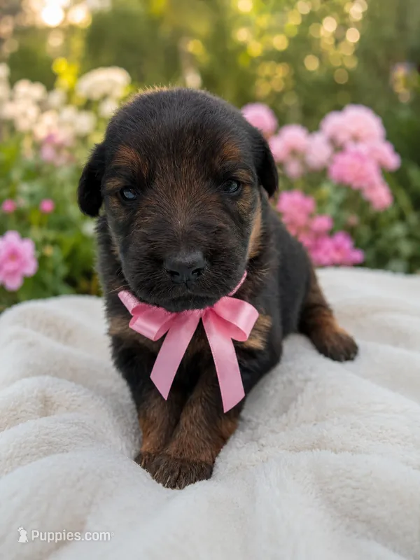 Pinky – German Shepherd Dog, Golden Retriever puppy for sale in Blackstone, MA