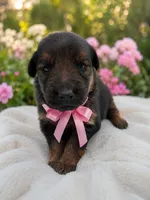 Pinky, a female German Shepherd Dog and Golden Retriever for sale in Blackstone, MA – 1 of 1