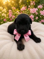 Roxy, a female German Shepherd Dog and Golden Retriever for sale in Blackstone, MA – 1 of 1
