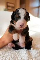 Yuma, a female Bernedoodle for sale in Gilbert, AZ – Photo 3 of 3