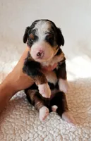 Yuma, a female Bernedoodle for sale in Gilbert, AZ – Photo 2 of 3